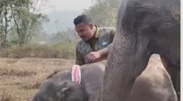 فيديو مؤثر.. شاب هندي يحتفل بعيد ميلاد الفيلة بريانشي وسط أجواء استثنائية